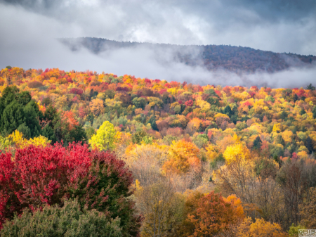 Clouds over the foliage