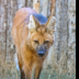 © Leslie J. Morris PhotoID # 16026378: Maned Wolf