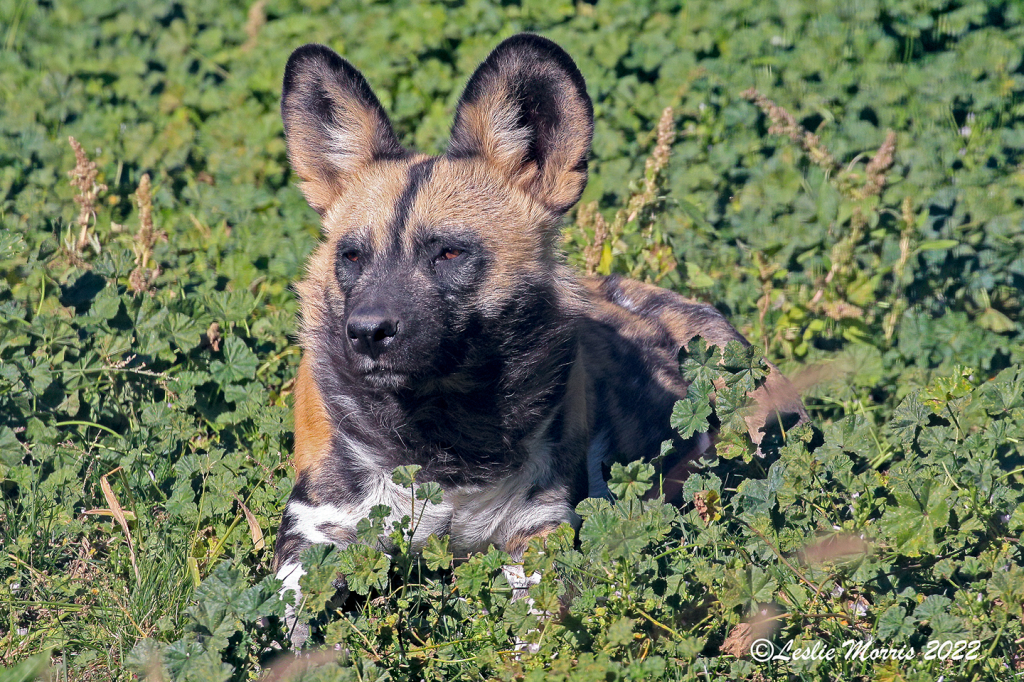 African Wild Dog - ID: 16026386 © Leslie J. Morris