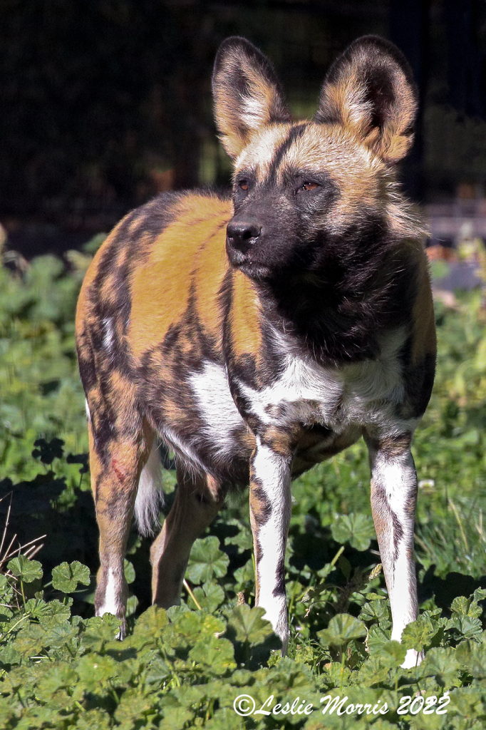 African Wild Dog Portrait - ID: 16026388 © Leslie J. Morris