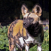 © Leslie J. Morris PhotoID # 16026388: African Wild Dog Portrait