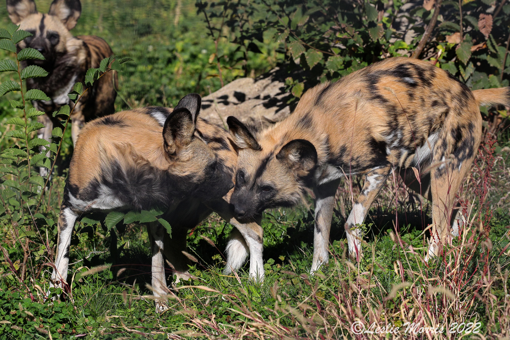 African Wild Dogs at Play - ID: 16026390 © Leslie J. Morris