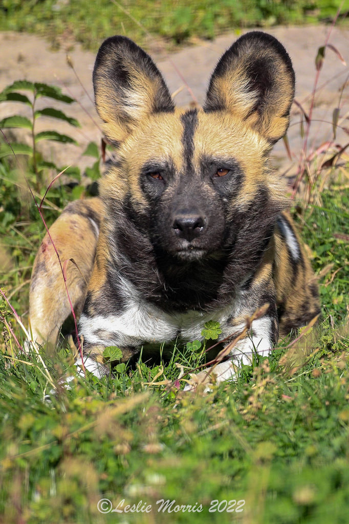 African Wild Dog Portrait - ID: 16026391 © Leslie J. Morris