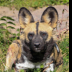 © Leslie J. Morris PhotoID # 16026391: African Wild Dog Portrait