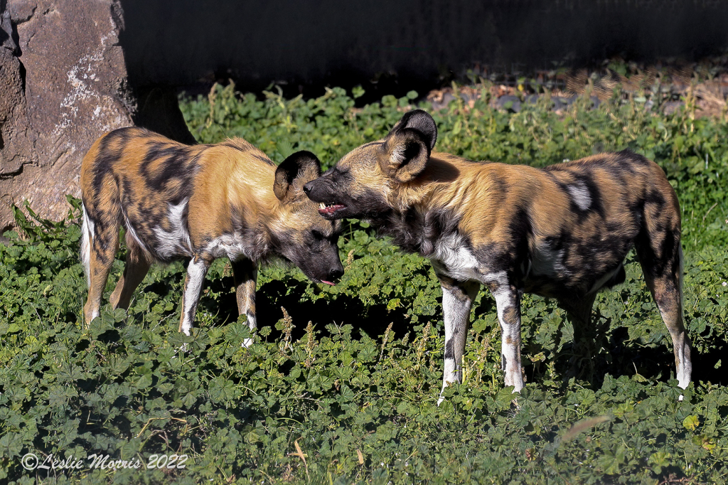 African Wild Dogs at Play - ID: 16026392 © Leslie J. Morris