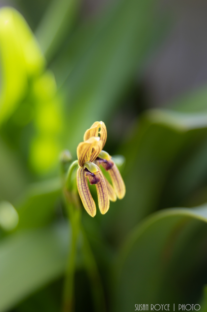 Tiny Orchids