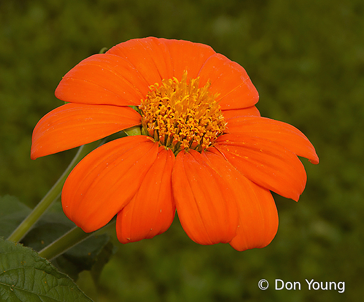 Tithonia: Mexican Sunflower - ID: 16026412 © Don Young