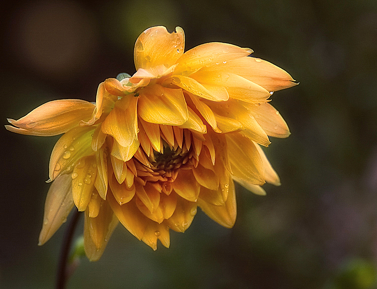 Rainy Day Dahlia