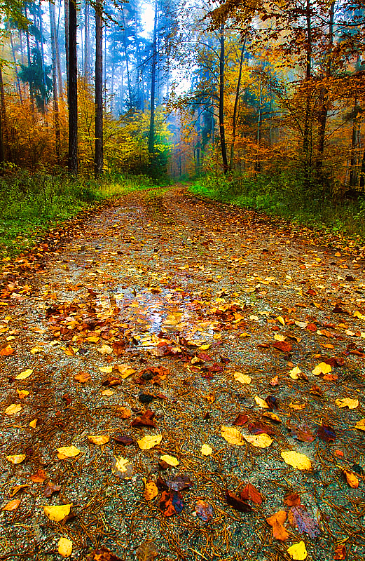 Autumn Walk