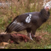 © Leslie J. Morris PhotoID # 16027145: Bon Apetit!  California Condor