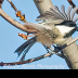 © Leslie J. Morris PhotoID # 16027149: Black-capped Chicadee