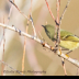 © Leslie J. Morris PhotoID # 16027151: Ruby-crowned Kinglet