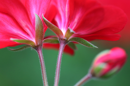 Red Geraniums 3