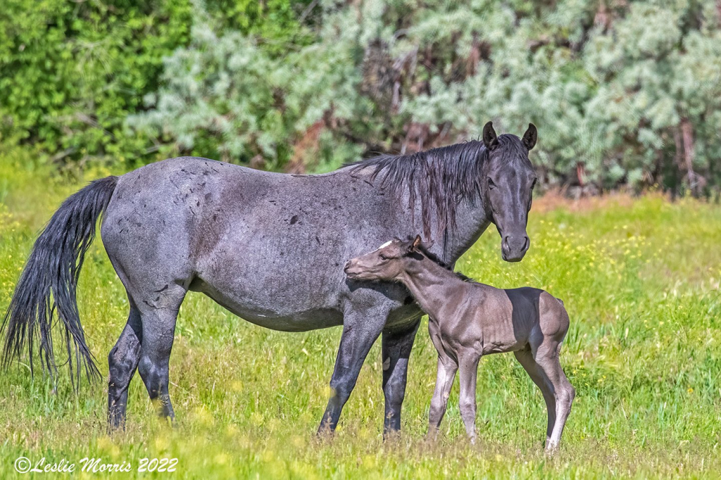 Mare and her new foal - ID: 16027255 © Leslie J. Morris