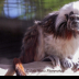 © Leslie J. Morris PhotoID # 16027106: CottontopTamarin_AN3I0824