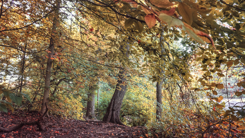 Autumn Trail