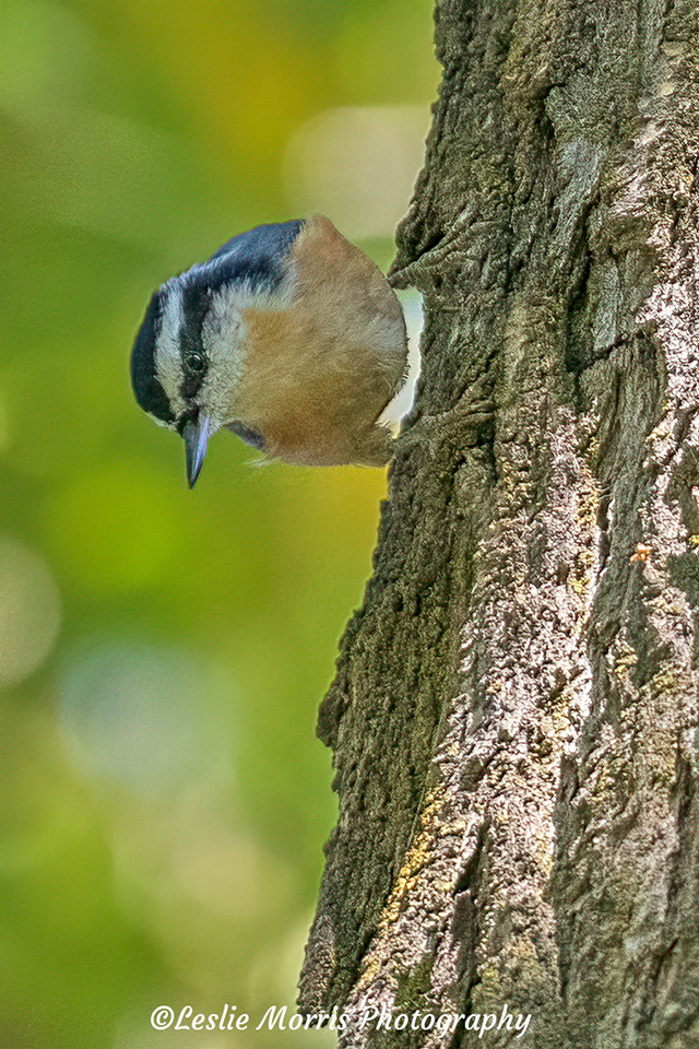 Red-breasted Nuthatch - ID: 16027325 © Leslie J. Morris