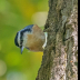 © Leslie J. Morris PhotoID # 16027325: Red-breasted Nuthatch