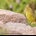 © Leslie J. Morris PhotoID # 16027344: OrangecrownedWarbler_AN3I4670