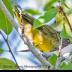 © Leslie J. Morris PhotoID # 16027356: MacGillivraysWarbler_AN3I8529