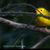 © Leslie J. Morris PhotoID # 16027357: WilsonsWarbler_AN3I9543