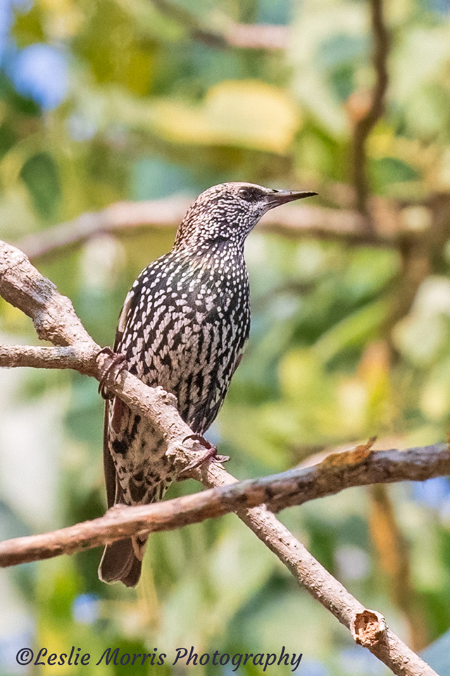 EuropeanStarling_AN3I5603 - ID: 16027361 © Leslie J. Morris