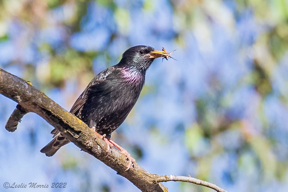 Starling1 - ID: 16027360 © Leslie J. Morris