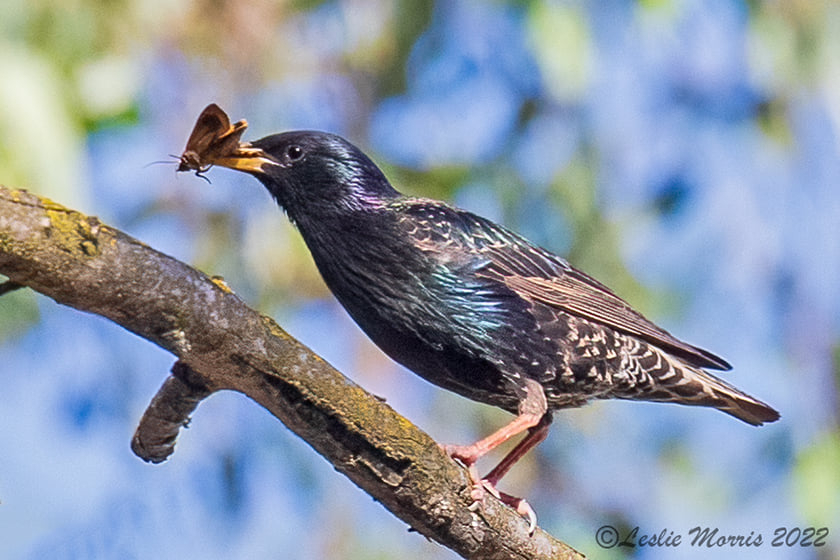 Starling2 - ID: 16027362 © Leslie J. Morris