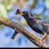 © Leslie J. Morris PhotoID # 16027362: Starling2