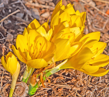 Autumn Daffodil. Flower of the season.