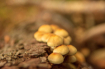 Mushrooms on a tr...