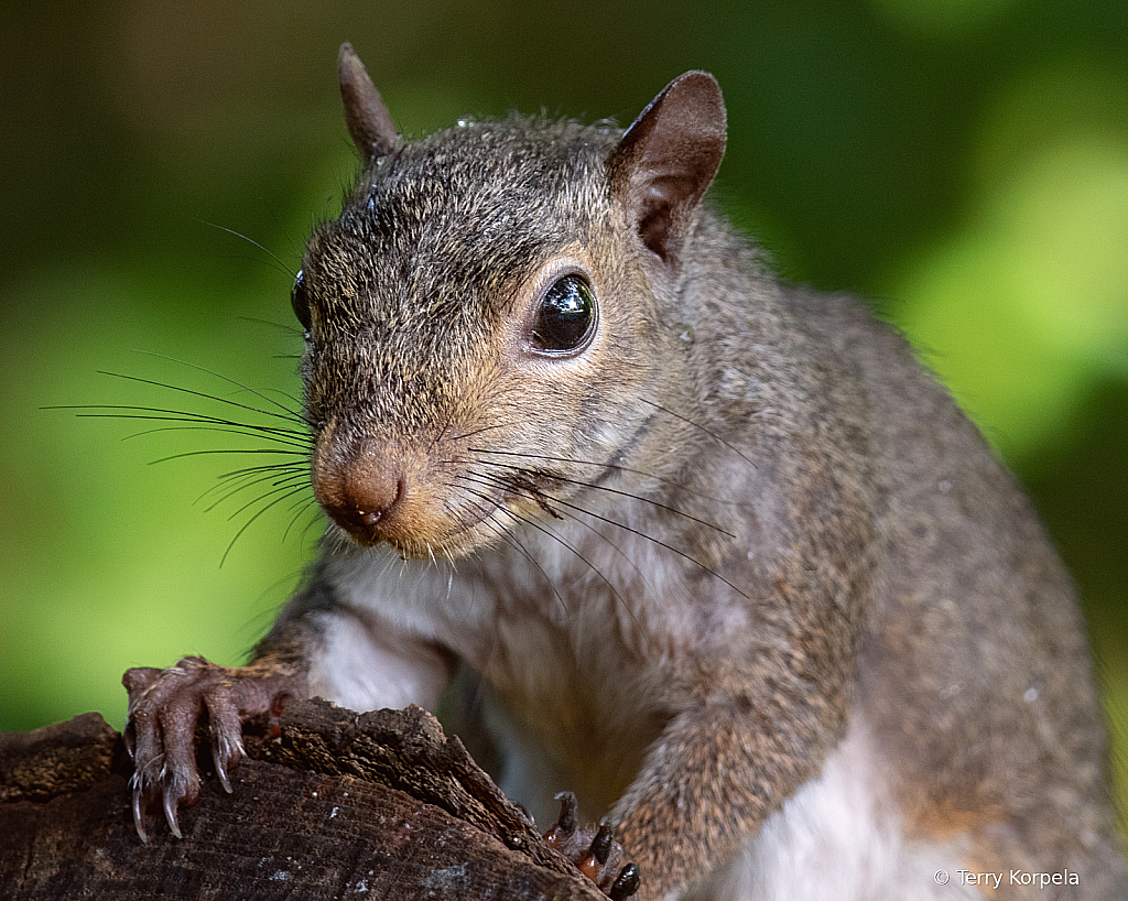 Little Poser - ID: 16027484 © Terry Korpela