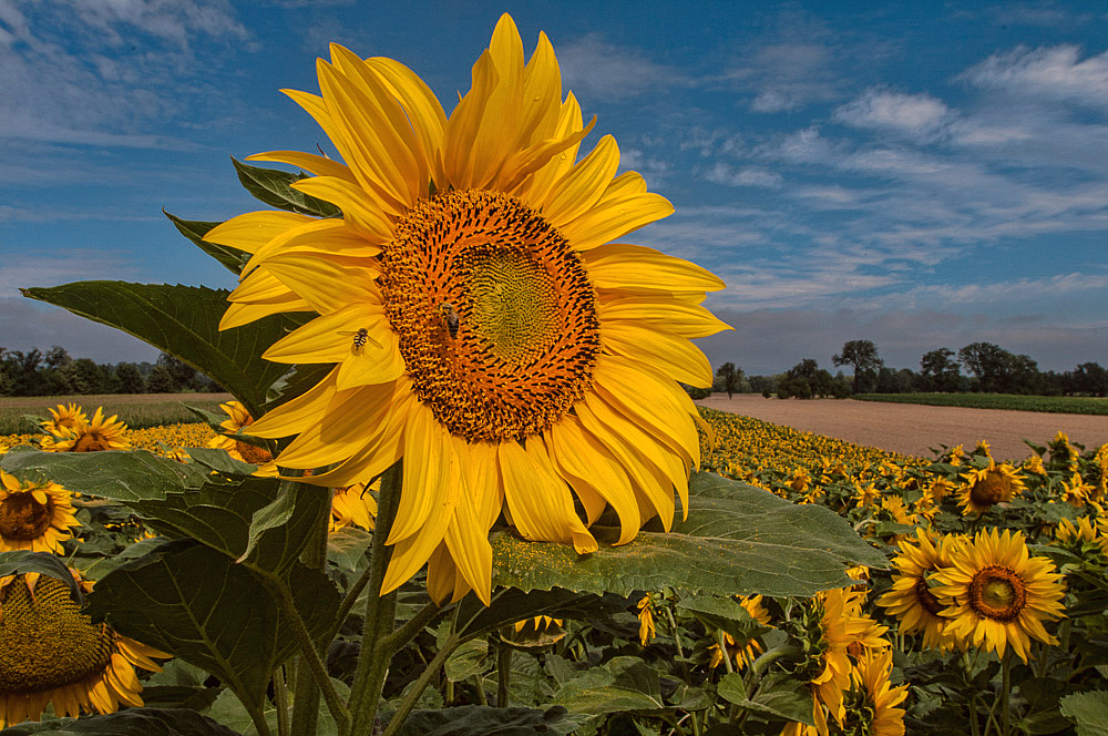 Looking Towards the Sun