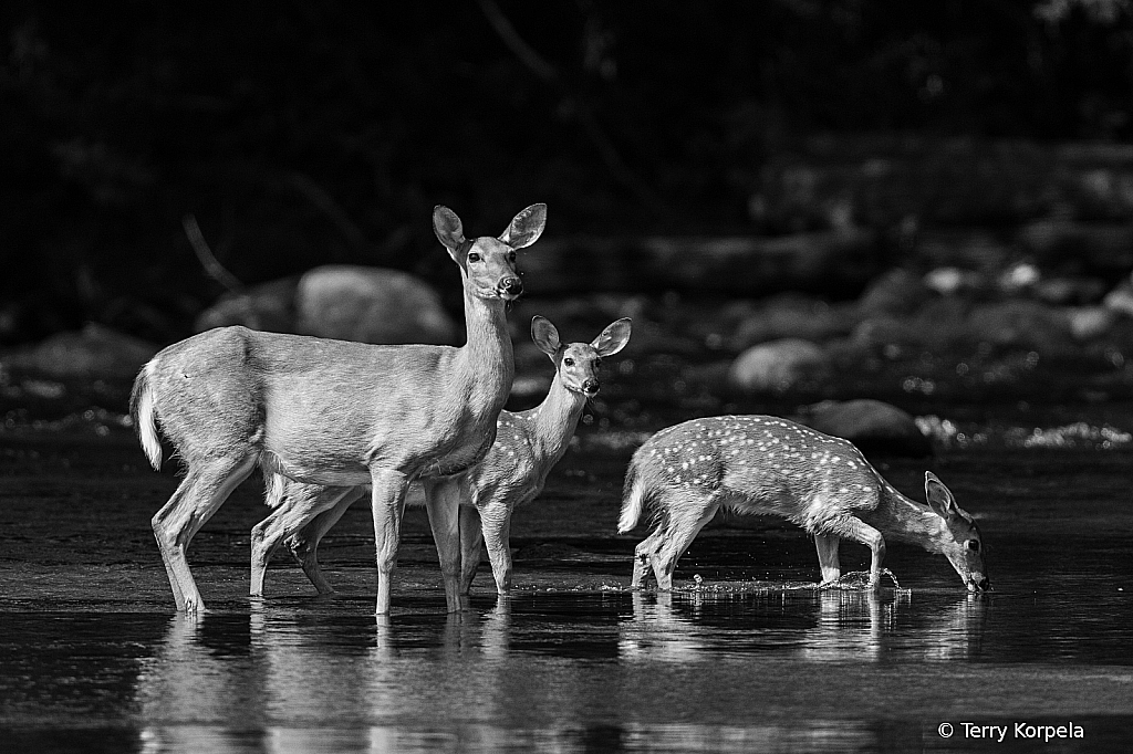 Mom and Two Young Ones  - ID: 16027820 © Terry Korpela