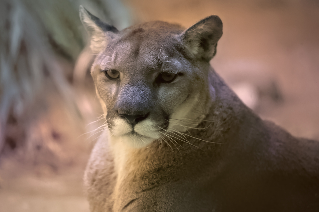 Mesmerizing Stare - ID: 16027824 © Kelley J. Heffelfinger