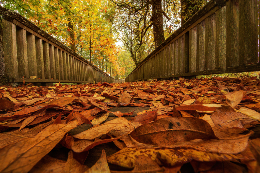 Autumn on the Boardwalk