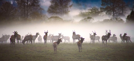 Fog at Dusk