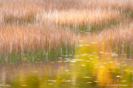 Reeds in the Golden Light of the Pond
