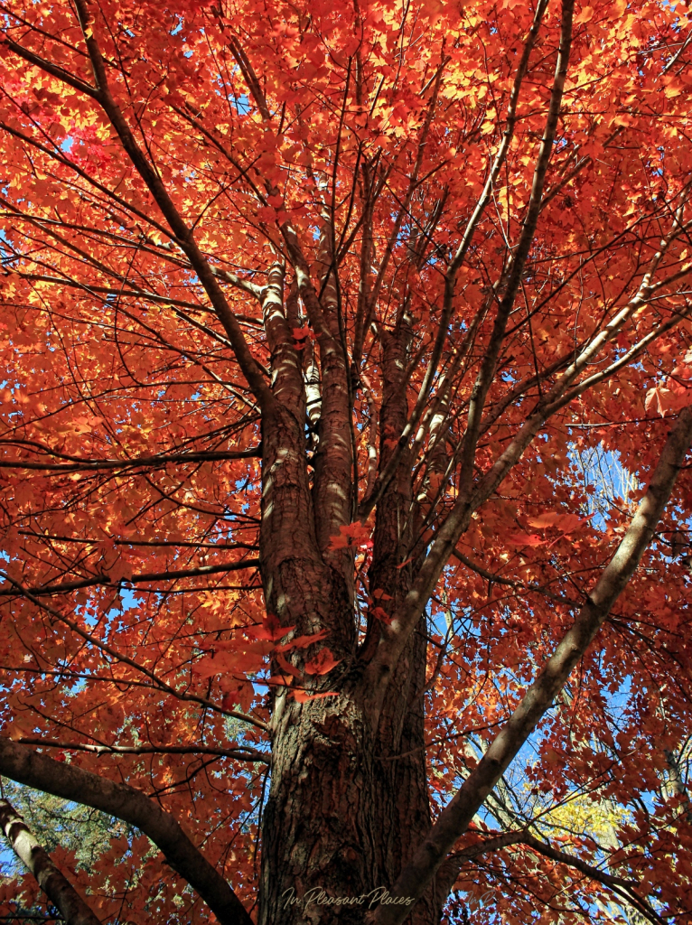 Sky High Autumn