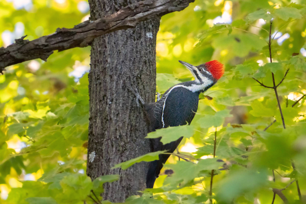 Pileated Woodpecker on Riki's Tree