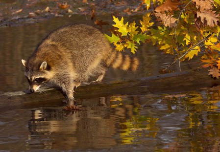 Racoon in Fall Colors