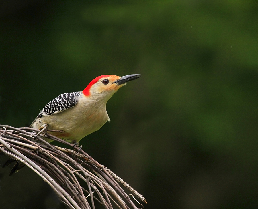 Woodpecker