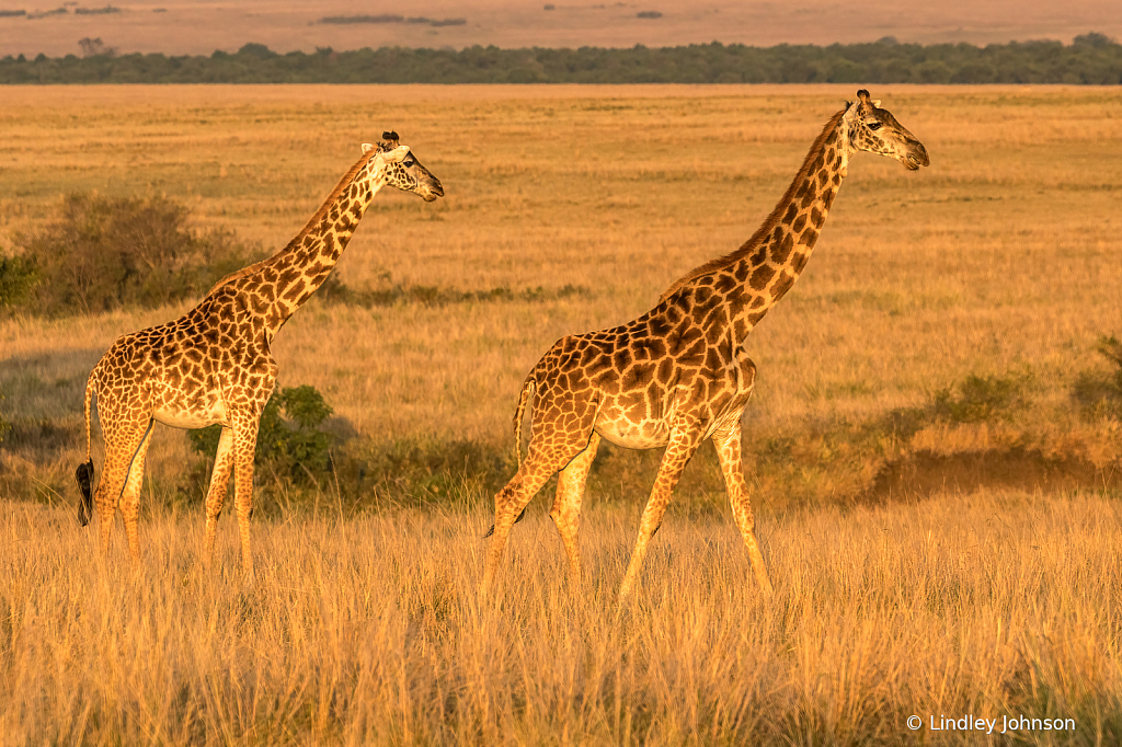 Sunset on the Masai Mara