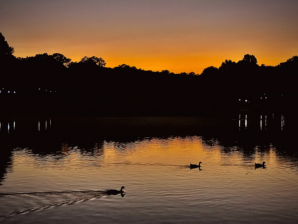 Ducks at sunset