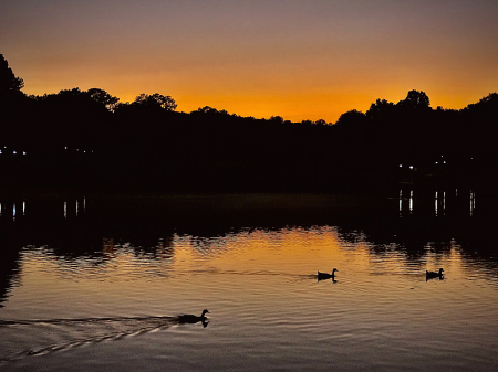 Ducks at sunset