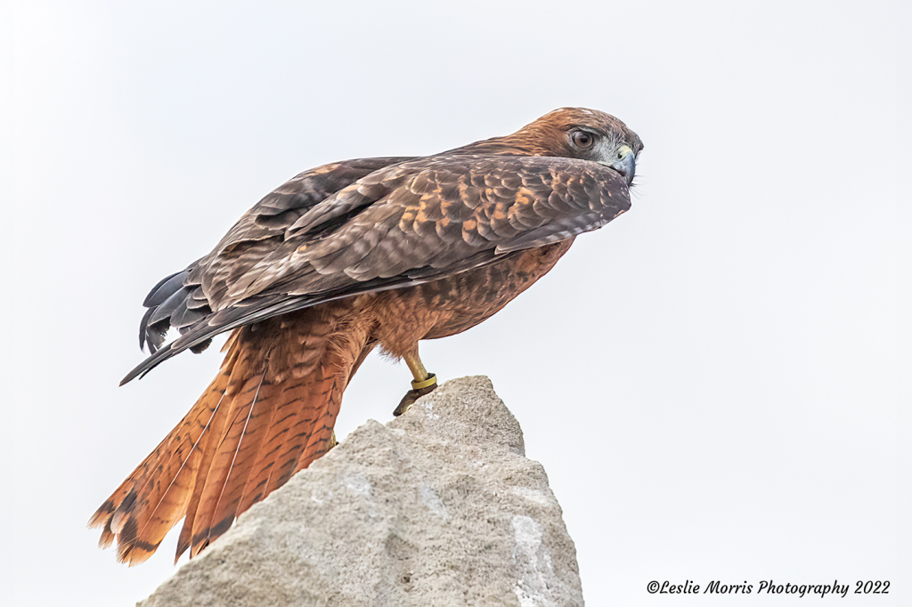 Red-Tailed Hawk - ID: 16027996 © Leslie J. Morris