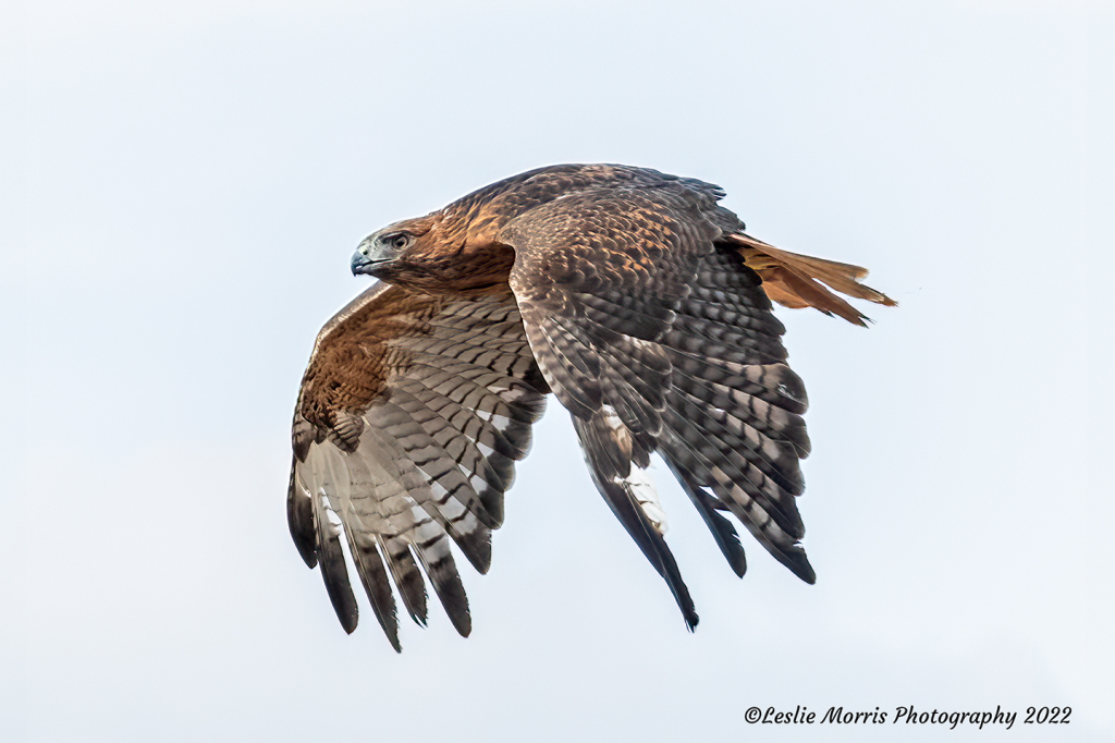 Red-tailed Hawk - ID: 16027997 © Leslie J. Morris