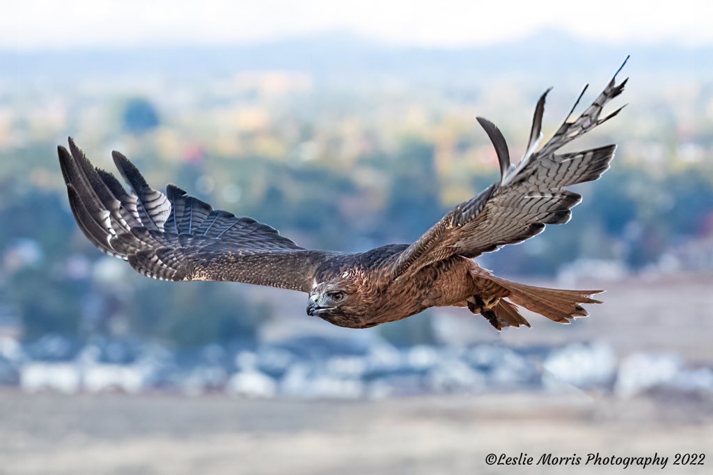 Red-Tailed Hawk - ID: 16027998 © Leslie J. Morris