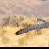 © Leslie J. Morris PhotoID # 16028028: LannerFalcon_AN3I3391