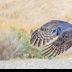 © Leslie J. Morris PhotoID # 16028038: EagleOwl_AN3I3190